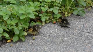 Ducklings Swimming in Pool and Eating Strawberries [upl. by Sharron]