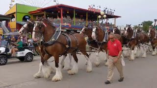 WATCH Budweiser Clydesdales at 2021 Iowa State Fair [upl. by Llertak]