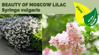 BEAUTY OF MOSCOW LILAC  Syringa vulgaris [upl. by Eissed]