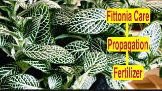 Hanging Basket plant Fittonia plant care HowTo Grow and Care Fittonia Fittonia propagation [upl. by Mehalek]