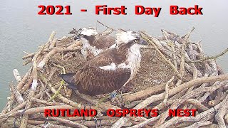 Rutland Osprey Nest  2021  Ospreys Return [upl. by Franck89]