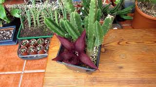 My Stapelia hirsuta Succulent plant from bud to Bloom with AMAZING Fly amp Larvae footage [upl. by Lananna980]