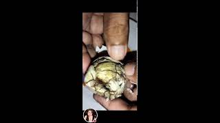 Balut egg embryo well known exotic food I Most of the Philippines viral asmr trending [upl. by Girard354]