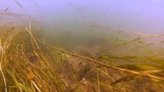 Under Water Secrets  Lachine Rapids  River Rats GoPro [upl. by Theodosia]