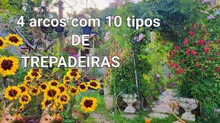 AS COREOPSIS ESTÃO EXPLODINDO DE FLORESTREPADEIRAS PARA DEIXAR SEU JARDIM AINDA MAIS BONITO [upl. by Airda]