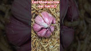 Can mealworms eat garlic 🧄 [upl. by Imoyn]