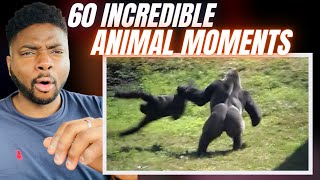 Brit Reacts INCREDIBLE ANIMAL MOMENTS CAUGHT ON CAMERA [upl. by Gaylor]