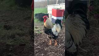 TaterPie The Rooster Finds All The Tasty Snacks backyard chickens [upl. by Nagey]