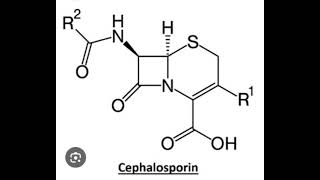 Cephalosporins [upl. by Kendyl918]