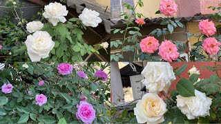 Part1 Very Best of Spring Blooms of Beautiful and Fragrant Roses [upl. by Yedoc]