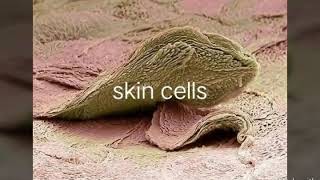 Skin cells under microscope [upl. by Moskow]