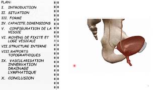 COURS ANATOMIE 16 Main  vascul memb sup [upl. by Finegan]