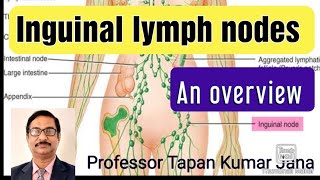 Inguinal lymph nodes l Superficial and Deep l Clinical importance [upl. by Presber]