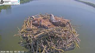 Osprey mantling on the Manton Bay nest [upl. by Anihpesoj]