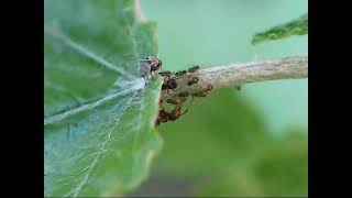 CETTE MOUCHE TRAIT DES PUCERONS [upl. by Osugi]