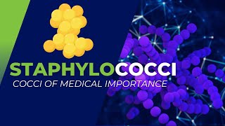 Staphylococci of Medical Importance S aureus S epidermidis S saprophyticus [upl. by Lian717]