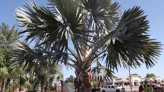 Large Bismarckia Nobilis Silver Bismarck Palms in Mesa Arizona [upl. by Rosenfeld249]