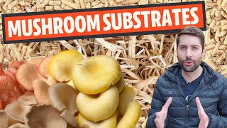 Understanding Mushroom Substrates What Do Mushrooms Grow On [upl. by Ladnar]