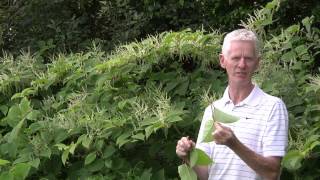 Identification of Japanese Knotweed [upl. by Dnarb112]