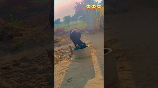 padi 😂Bakrid bhens funny comedy youtubeshorts [upl. by Aneele]