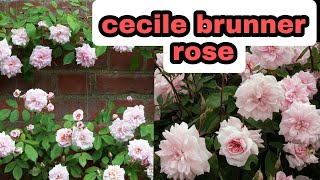 own root rose sale sale naadanrose cecilebrunnerrose [upl. by Hahn]