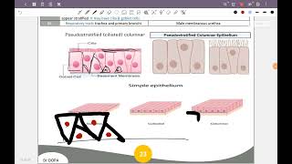 Epithelial Tissueالمحاضرة الثانية [upl. by Luing]