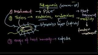 Pseudomonas aeruginosa pathogenesis [upl. by Yatnuhs]