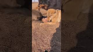 Tibetan mastiff 🔥Attack🔥 wolfs wolves shortsvideo wildlife shortsvideo shortsfeed viralvideo [upl. by Pepillo749]