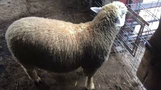 Integrity Livestock Sales lot 6 IleDeFrance ram 2878 [upl. by Thurstan]