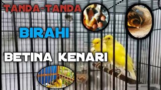 Ciri ciri kenari betina siap kawin [upl. by Neom]