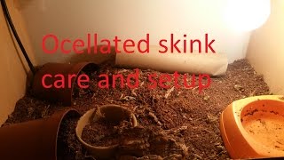 ocellated skink setup and care [upl. by Gunar405]