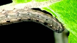 Weird Caterpillar eating leaf completely Timelapse [upl. by Ninon139]