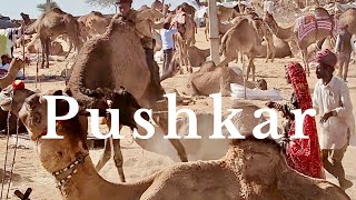 PUSHKAR Camel Fair  CAMEL TRADING  Pushkar HORSE MARKET Rajasthan India पुष्कर [upl. by Aremahs]