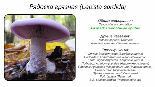 Рядовка грязная Lepista sordida [upl. by Ahtaela]