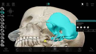 Temporal and infratemporal fossa 1 [upl. by Tail]