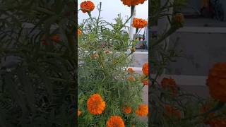 Marigold kaise grow kre prettiestflowers garden flowertypes gardening germansherpherd [upl. by Nilo]