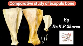 Comparative study of Scapula bone Veterinary Osteology Dr KPSharon Nancy Nikhila [upl. by Nabetse640]