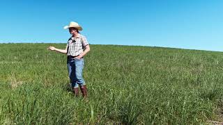 Nitrogen Fixation by Switchgrass may Promote Diversity Without Fertilizer [upl. by Pegg]