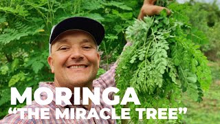 The Most Nutritious Terrestrial Plant in The World  Moringa oleifera quotThe Miracle Treequot [upl. by Remmos]