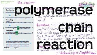 Polymerase Chain Reaction PCR  Revision for Biology ALevel or IB [upl. by Rentsch]