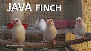 White Java Sparrow Singing and Chirping Indoor  Male and Female Finches [upl. by Nnek215]