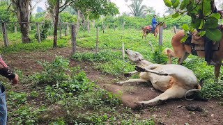 PEGANDO NOVILHA BRAVA NO VIZINHO A bicha é bruta demais [upl. by Aruabea]