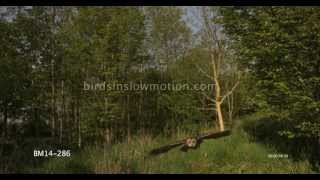 Tawny Owl Slow Motion Flying shot on Phantom HD Gold [upl. by Nosnah]