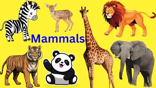 Mammals Animals Kids Learning Poem Some Animals Poem Song for kids Nursery Rhymes [upl. by Ringo413]