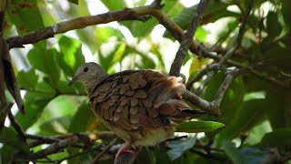 CANTO DE LA TORCACITA COLORADARUDDY GROUND DOVE Columbina talpacoti [upl. by Ardnuhsal]