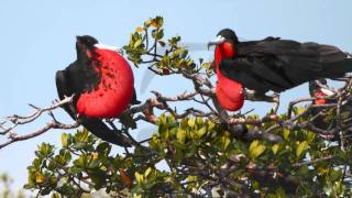 Magnificent Frigatebirds Cortez Florida [upl. by Emmey]