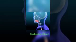 The process of swallowing of food digestion digestive health digestivesystem food obesity [upl. by Gavan]