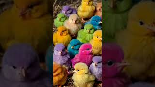 Beautiful chicks chirping Cute baby chicken birdsounds birds shorts [upl. by Nidraj]