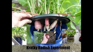 Kratky Radish Experiment [upl. by Ahsial]