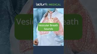 Decoding Vesicular Breath Sounds 💨 usmlestep usmle [upl. by Haroved]